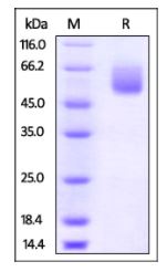 Mouse CD47, Fc Tag on SDS-PAGE under reducing (R) condition. The gel was stained overnight with Coomassie Blue. The purity of the protein is greater than 95%.